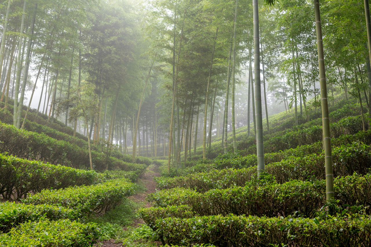 Tea and bamboo dense fields