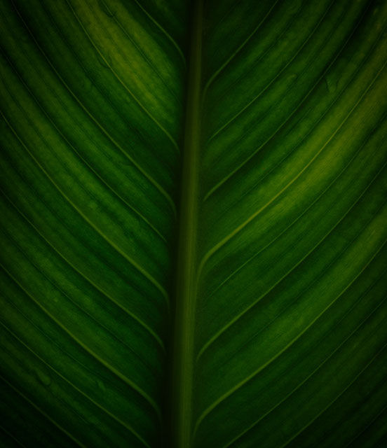 Green leaf background